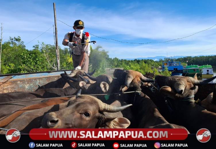 Jelang Iduladha, Karantina Papua Tengah Pastikan 668 Hewan Kurban Di Timika Sehat Dan Bebas Penyakit