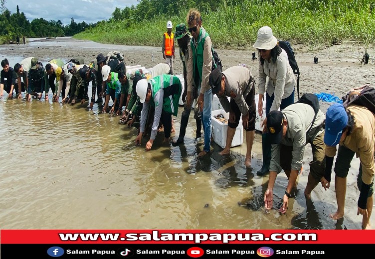 BKSDA Bersama PTFI Lepas Liarkan 1900 Kura-Kura Moncong Babi Di Hutan Adat Nayaro