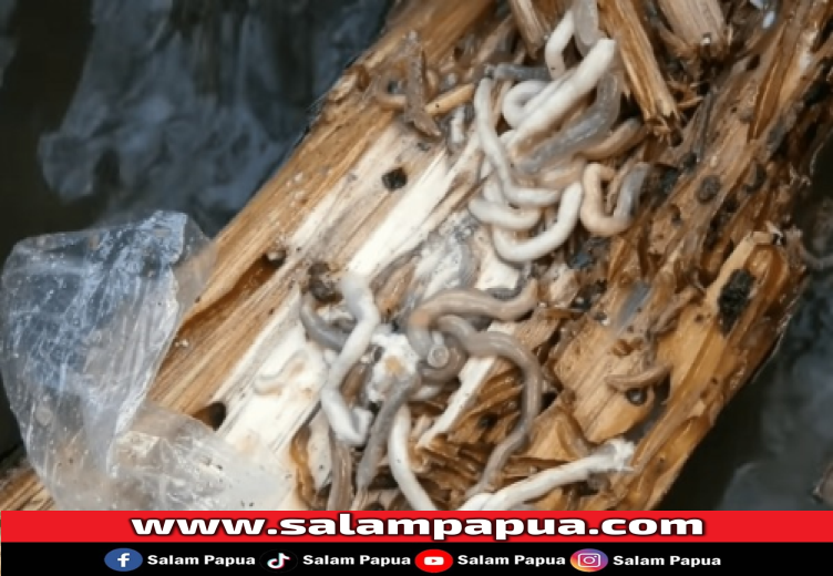Ini Manfaat Tambelo, Cacing Bakau Khas Papua Yang Bisa Dimakan Mentah