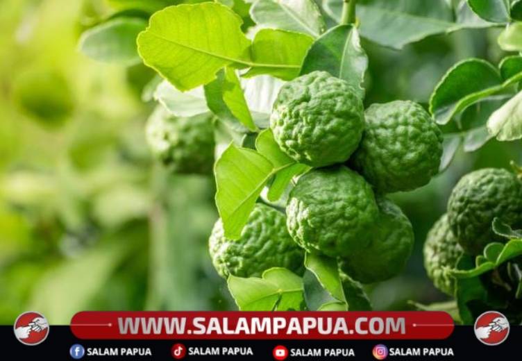 Bergamot, Buah Jeruk Dengan Segudang Manfaat