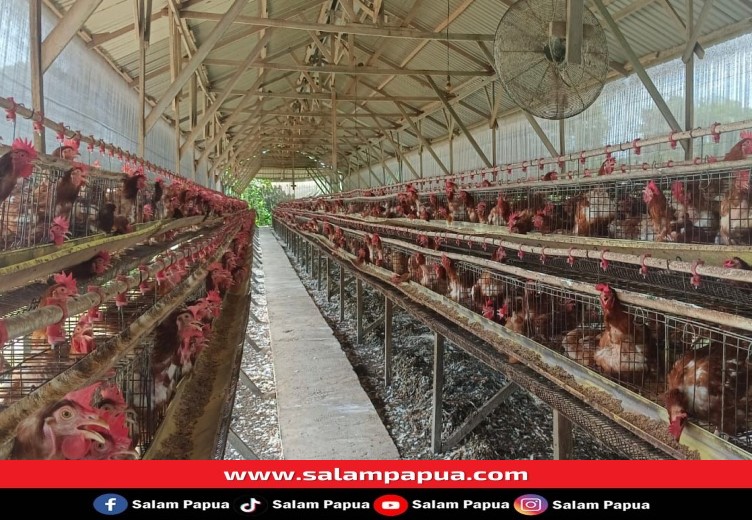 Harga Pakan Ternak Naik Membuat Harga Telur Ayam Di Timika Pun Naik
