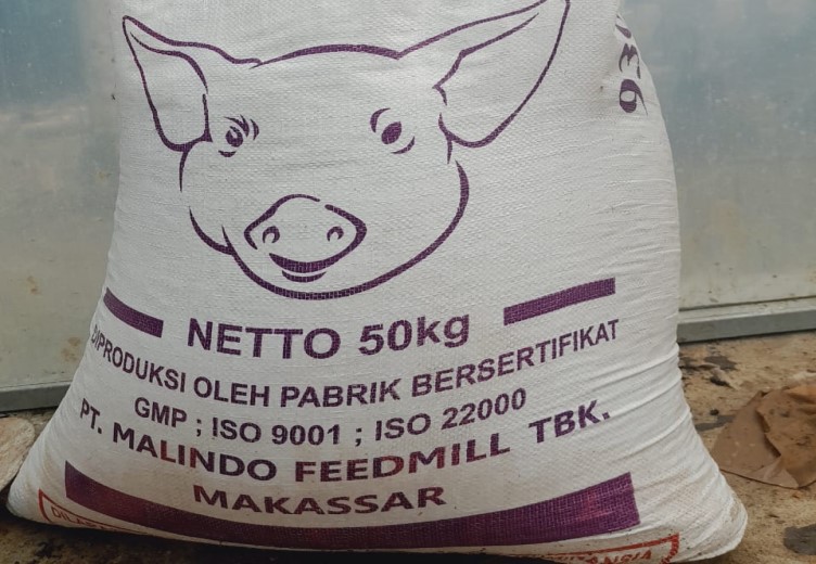 Peternak Babi Di Mimika Keluhkan Harga Pakan Naik