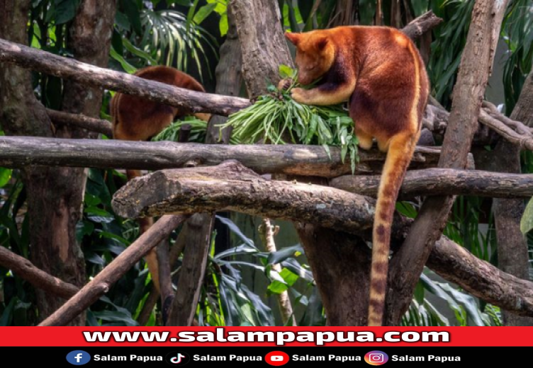 Mengenal Kanguru Pohon Mantel Emas, Si Cantik Dari Tanah Papua Yang Kritis