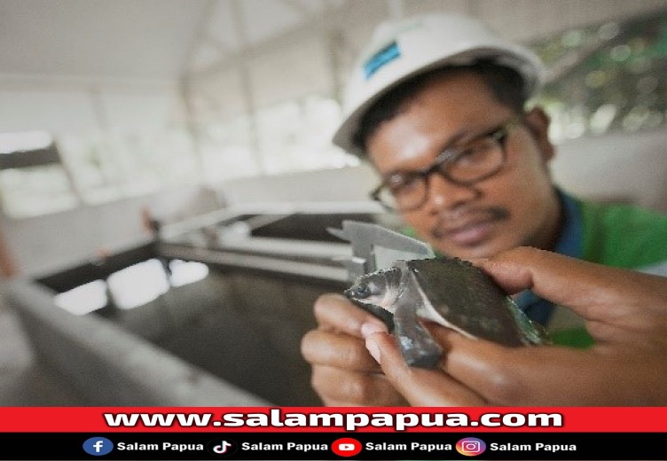 Pemeriksaan Kura-kura Moncong Babi di area Konservasi MP 21 PT Freeport Indonesia (salampapua.com/Foto Corp.Comm PTFI)