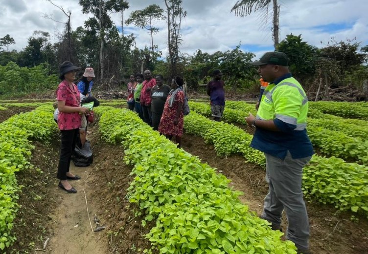 Kunjungan dari Dinas Pertanian Kabupaten Mimika saat Panen Perdana Sayur Bayam hasil binaan CSR PT Petrosea Tbk di Kebun Kelompok Tani Pilik Nora (Foto:Istimewa)