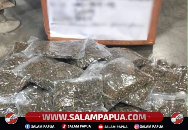 TNI Gagalkan Penyelundupan Ganja Di Bandara Sentani, Barang Bukti 670 Gram Diamankan