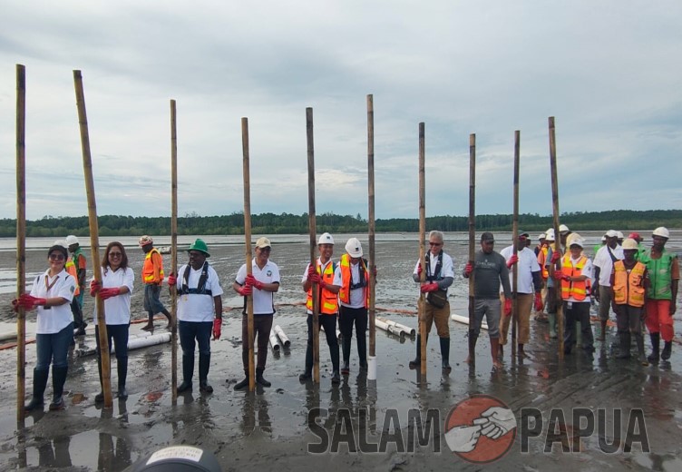 Freeport Tanam Bambu Pengendap Tailing Di Muara Ajikwa, Libatkan Kontraktor Pemilik Hak Ulayat