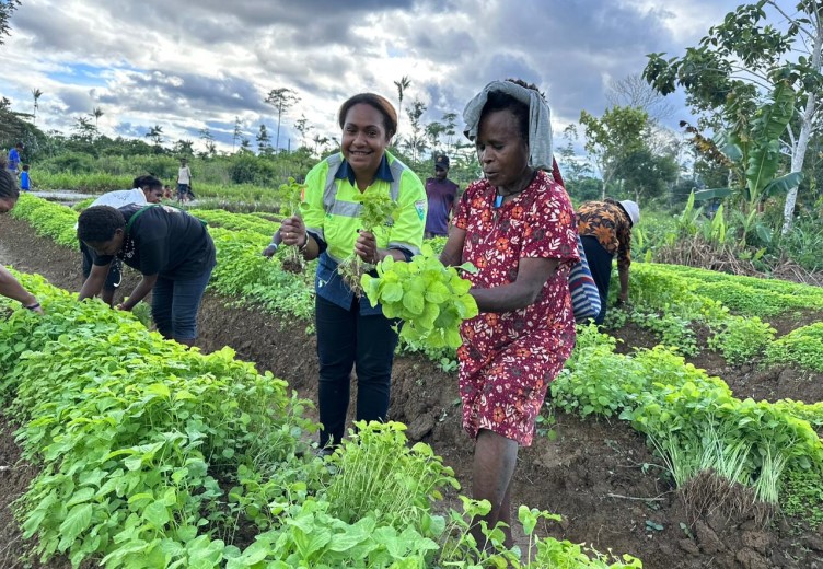 Salah satu karyawan PT Petrosea bersama mama-mama Papua dari Kelompok Tani ?Pilik Nora? saat turut melakukan panen perdana tanaman Sayur Bayam hasil binaan CSR PT Petrosea Tbk (Foto:Istimewa)