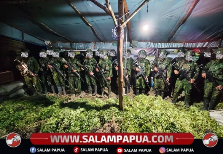 Koops TNI Habema Ungkap 5.000 Batang Ganja Di Yahukimo, Penyelidikan Terus Dikembangkan