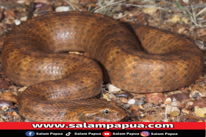 Ini 10 Ular Paling Berbisa Di Dunia, Nomor 2 Ada Di Timika