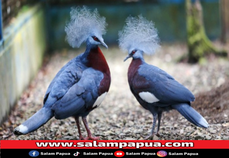 8 Jenis Hewan Langka Asli Papua Yang Terancam Punah