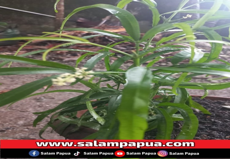 Bunga Zodia (salampapua.com/sianturi)