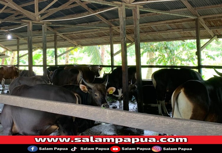 Harga Hewan Kurban Di Mimika Tembus Rp 47 Juta Per Ekor