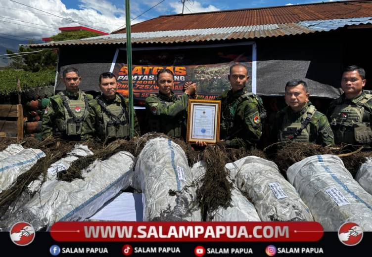 TNI Amankan 5.715 Batang Ganja Di Yahukimo, Pangkogabwilhan III: Diduga Milik OPM