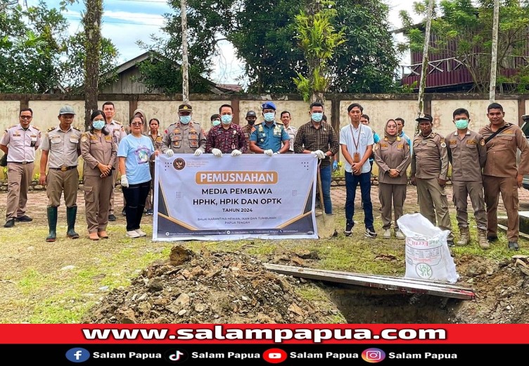 Jelang Idul Adha 2024, Karantina Papua Tengah Musnahkan 8 Ekor Kambing Tak Bertuan