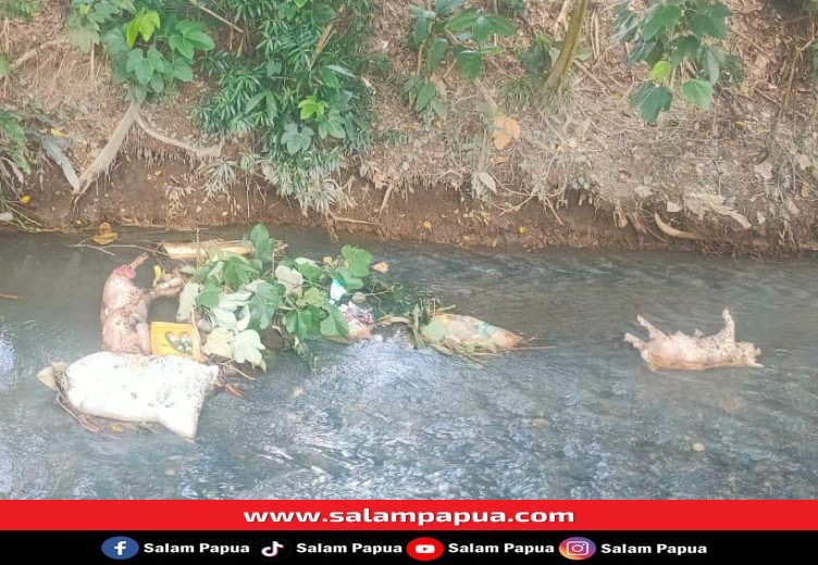 Warga Nawaripi KM5 Keluhkan Banyaknya Bangkai Babi Yang Dibuang Di Kali