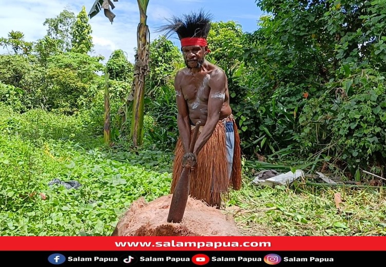 Orang Kamoro Yang Pangkur Sagu Di Timika Makin Berkurang