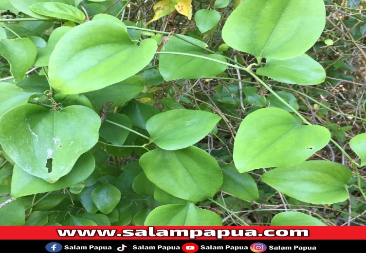 Intip Fakta Menarik Tentang Daun Bungkus Papua