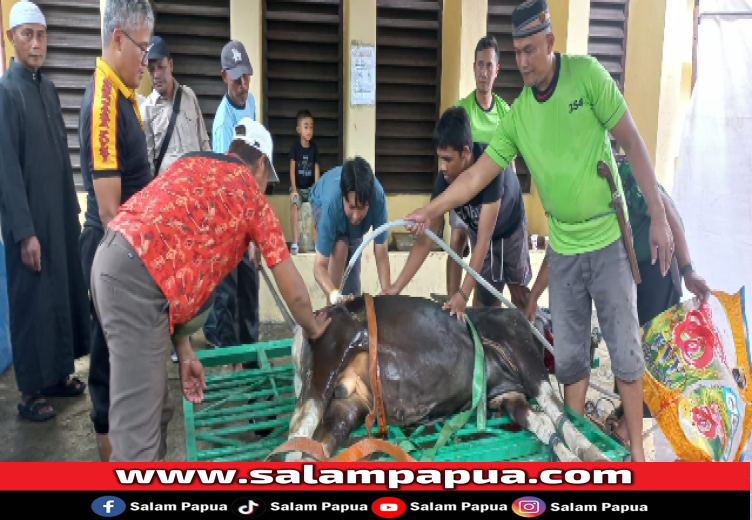 MUI Mimika: Pemotongan Hewan Kurban Di Timika Telah Sesuai Dengan Hukum Islam